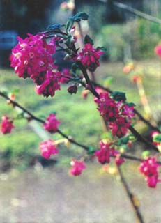 red flowering current